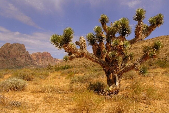 pustynia Mojave i charakterystyczne drzewo Jozuego